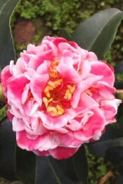 Tama Bambino Camellia Japonica - 3 Gallon Pot -Flowers World Shop Camellia Tama Bambino 2