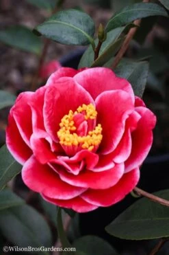 Tama Vino Camellia Japonica - 1 Gallon Pot -Flowers World Shop Camellia Tama Vinio 7 1