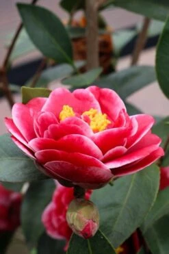 Tama Vino Camellia Japonica - 1 Gallon Pot -Flowers World Shop Camellia Tama Vinio 8 1
