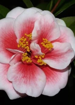 Tama Vino Camellia Japonica - 1 Gallon Pot -Flowers World Shop Camellia Tama Vino 4 1