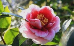 Tama Vino Camellia Japonica - 1 Gallon Pot -Flowers World Shop Camellia Tama Vino 7 1