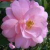 Taylors Perfection Pink Camellia Hybrid - 3 Gallon Pot -Flowers World Shop Camellia Taylors Perfection 57