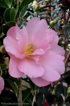 Taylors Perfection Pink Camellia Hybrid - 3 Gallon Pot -Flowers World Shop Camellia Taylors Perfection 60