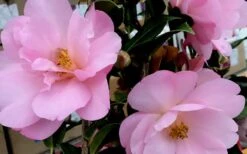 Taylors Perfection Pink Camellia Hybrid - 3 Gallon Pot -Flowers World Shop Camellia Taylors Perfection 61
