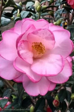 Taylors Perfection Pink Camellia Hybrid - 3 Gallon Pot -Flowers World Shop Camellia Taylors Perfection 62