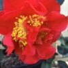 Turandot Camellia Japonica - 3 Gallon Pot 1 Turandot Camellia Japonica - 3 Gallon Pot -Flowers World Shop Camellia Turandot 6