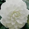 White By The Gate Camellia Japonica - 7 Gallon Pot -Flowers World Shop Camellia White By The Gate 5
