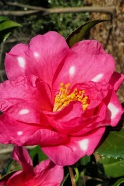 Winter's Fire Cold Hardy Camellia - 1 Gallon Pot -Flowers World Shop Camellia Winters Fire 1