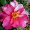 Winter's Fire Cold Hardy Camellia - 1 Gallon Pot