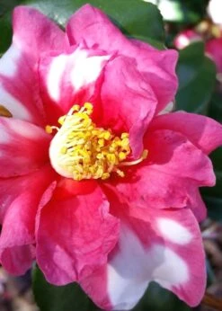 Winter's Fire Cold Hardy Camellia - 1 Gallon Pot -Flowers World Shop Camellia Winters Fire 11