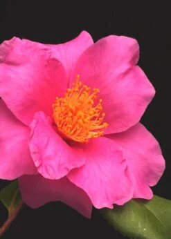 Winter's Fire Cold Hardy Camellia - 1 Gallon Pot -Flowers World Shop Camellia Winters Fire 13