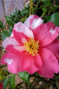 Winter's Fire Cold Hardy Camellia - 1 Gallon Pot -Flowers World Shop Camellia Winters Fire 5