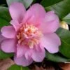 Winter's Interlude Cold Hardy Pink Camellia - 1 Gallon Pot -Flowers World Shop Camellia Winters Interlude 1