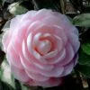 Winter's Rose Cold Hardy Dwarf Camellia - 2 Gallon Pot -Flowers World Shop Camellia Winters Rose 4 1