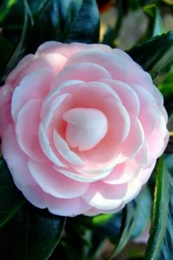Winter's Rose Cold Hardy Dwarf Camellia - 2 Gallon Pot -Flowers World Shop Camellia Winters Rose 6 1