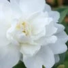 Winter's Waterlily Cold Hardy Camellia - 1 Gallon Pot -Flowers World Shop Camellia Winters Waterlily