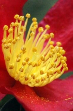 Yuletide Camellia Sasanqua - 1 Gallon Pot -Flowers World Shop Camellia Yuletide 30 2