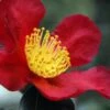 Yuletide Camellia Sasanqua - 2.5 Quart Pot 2 Yuletide Camellia Sasanqua - 2.5 Quart Pot -Flowers World Shop Camellia Yuletide 31 3