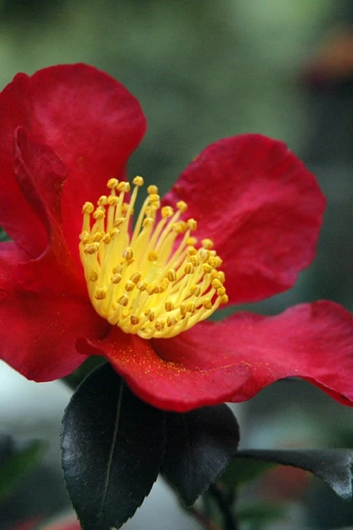 Yuletide Camellia Sasanqua - 7 Gallon Pot (3-4') 3 Yuletide Camellia Sasanqua - 7 Gallon Pot (3-4')
