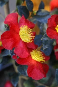 Yuletide Camellia Sasanqua - 7 Gallon Pot (3-4') 13 Yuletide Camellia Sasanqua - 7 Gallon Pot (3-4') -Flowers World Shop Camellia Yuletide 32