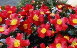 Yuletide Camellia Sasanqua - 7 Gallon Pot (3-4') 15 Yuletide Camellia Sasanqua - 7 Gallon Pot (3-4') -Flowers World Shop Camellia Yuletide 34