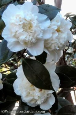 Fifth Avenue White Camellia Japonica - 3 Gallon Pot -Flowers World Shop Camellia fifth avenue 20