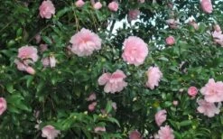 Cotton Candy Camellia Sasanqua - 3 Gallon Pot -Flowers World Shop CamelliaCottonCandy 2 1