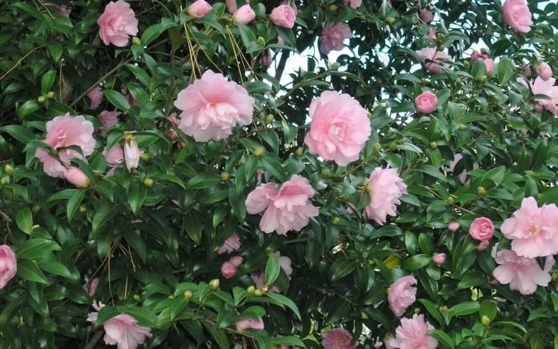 Cotton Candy Camellia Sasanqua - 1 Gallon Pot 6 Cotton Candy Camellia Sasanqua - 1 Gallon Pot - Image 4