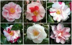 Lady Vansittart Multicolor Camellia Japonica - 1 Gallon Pot -Flowers World Shop CamelliaLadyVasittart 2