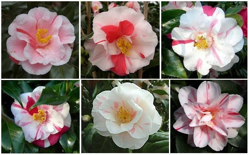 Lady Vansittart Multicolor Camellia Japonica - 6 Pack Of 1 Gallon Pots 8 Lady Vansittart Multicolor Camellia Japonica - 6 Pack Of 1 Gallon Pots - Image 6