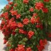 Balboa Sunset Trumpet Vine (Campsis Radicans) - 5 Gallon Pot -Flowers World Shop Campsis Balboa Sunset 1