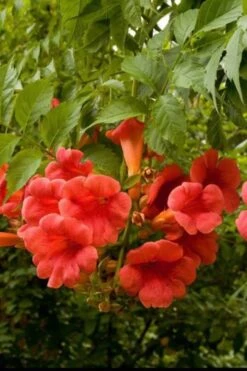 Balboa Sunset Trumpet Vine (Campsis Radicans) - 5 Gallon Pot -Flowers World Shop Campsis Balboa Sunset 2