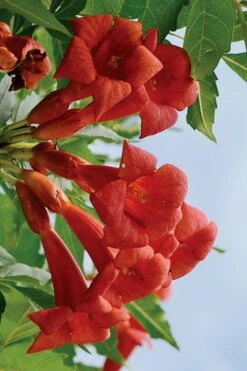 Balboa Sunset Trumpet Vine (Campsis Radicans) - 5 Gallon Pot -Flowers World Shop Campsis Balboa Sunset 3