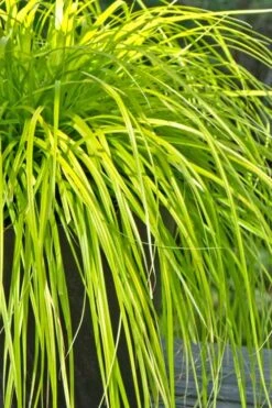 Evercolor Everillo Carex - 6 Pack Of 1 Gallon Pots -Flowers World Shop Carex Everillo 500x750 1