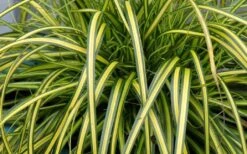 Evercolor Eversheen Carex - 5 Pack Of Quart Pots 10 Evercolor Eversheen Carex - 5 Pack Of Quart Pots -Flowers World Shop Carex Eversheen 1