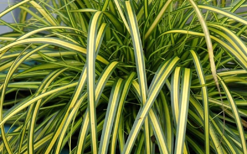 Evercolor Eversheen Carex - 5 Pack Of Quart Pots 6 Evercolor Eversheen Carex - 5 Pack Of Quart Pots - Image 4