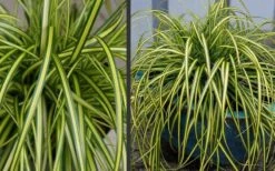 Evercolor Eversheen Carex - 5 Pack Of Quart Pots 11 Evercolor Eversheen Carex - 5 Pack Of Quart Pots -Flowers World Shop Carex Eversheen 2