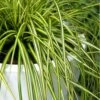 Evercolor Eversheen Carex - 5 Pack Of Quart Pots 1 Evercolor Eversheen Carex - 5 Pack Of Quart Pots -Flowers World Shop Carex Eversheen 500x750 1