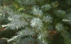 Patti Faye Deodar Cedar - 7 Gallon Pot -Flowers World Shop Ceadr Deodar Patti Faye 6