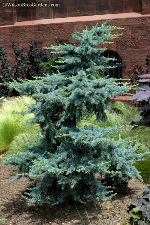 Horstmann Dwarf Blue Atlas Cedar - 1 Gallon Pot 3 Horstmann Dwarf Blue Atlas Cedar - 1 Gallon Pot