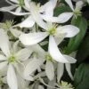 Snowdrift Evergreen Clematis Armandii - 1 Gallon Pot -Flowers World Shop Clematis Armandii Snowdrift 500x750 1