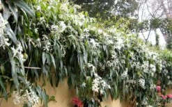 Snowdrift Evergreen Clematis Armandii - 2 Gallon Pot -Flowers World Shop Clematis Armandii Snowdrift 51 1