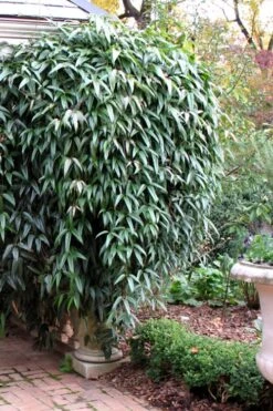 Snowdrift Evergreen Clematis Armandii - 5 Gallon Pot -Flowers World Shop Clematis Armandii Snowdrift 52 2