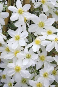 Avalanche Evergreen Clematis - 2 Gallon Pot -Flowers World Shop Clematis Avalanche 10