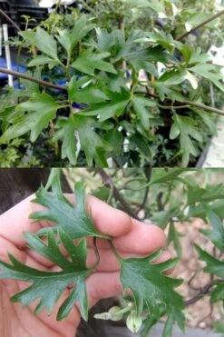 Avalanche Evergreen Clematis - 2 Gallon Pot -Flowers World Shop Clematis Avalanche 15