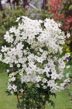 Avalanche Evergreen Clematis - 2 Gallon Pot -Flowers World Shop Clematis Avalanche 5