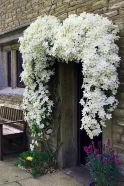 Avalanche Evergreen Clematis - 2 Gallon Pot -Flowers World Shop Clematis Avalanche 7