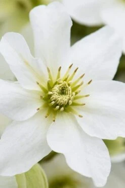 Avalanche Evergreen Clematis - 2 Gallon Pot -Flowers World Shop Clematis Avalanche 8