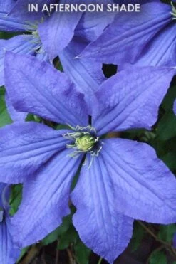 Rhapsody Clematis - 1 Gallon Pot -Flowers World Shop Clematis Rhapsody in shade