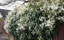 Snowdrift Evergreen Clematis Armandii - 1 Gallon Pot -Flowers World Shop Clematis Snowdrift 22